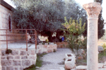 Αιωνόβιες ελιές και ερείπια της Μονής του 5ου αιώνος μ.Χ.
